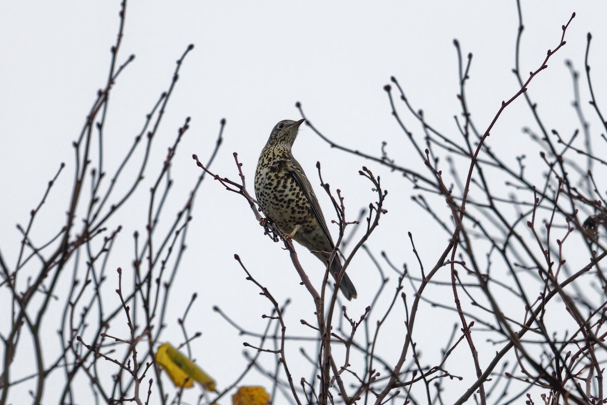 槲鶇 - ML644720129