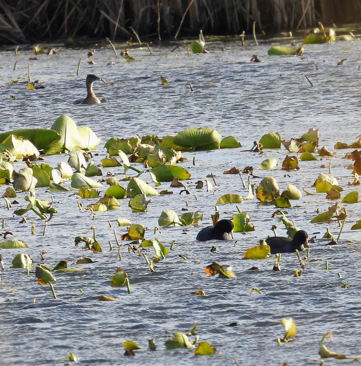 Лиска американська - ML644720152