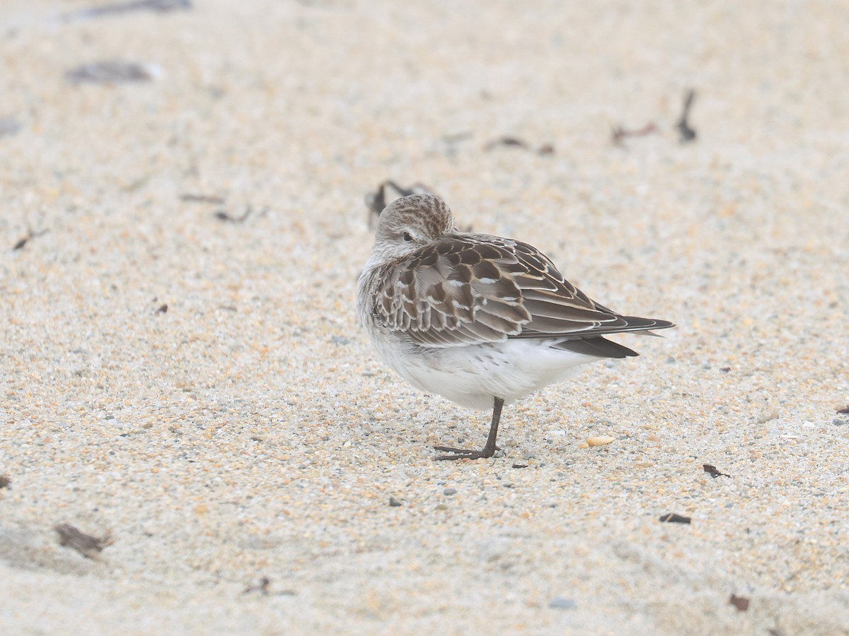 Weißbürzel-Strandläufer - ML644720154