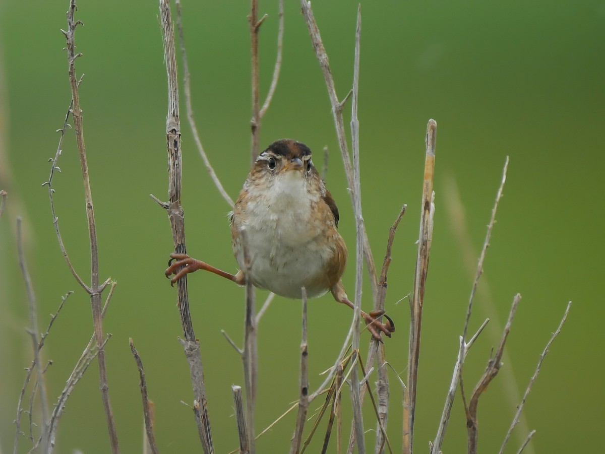 Marsh Wren - ML644720155