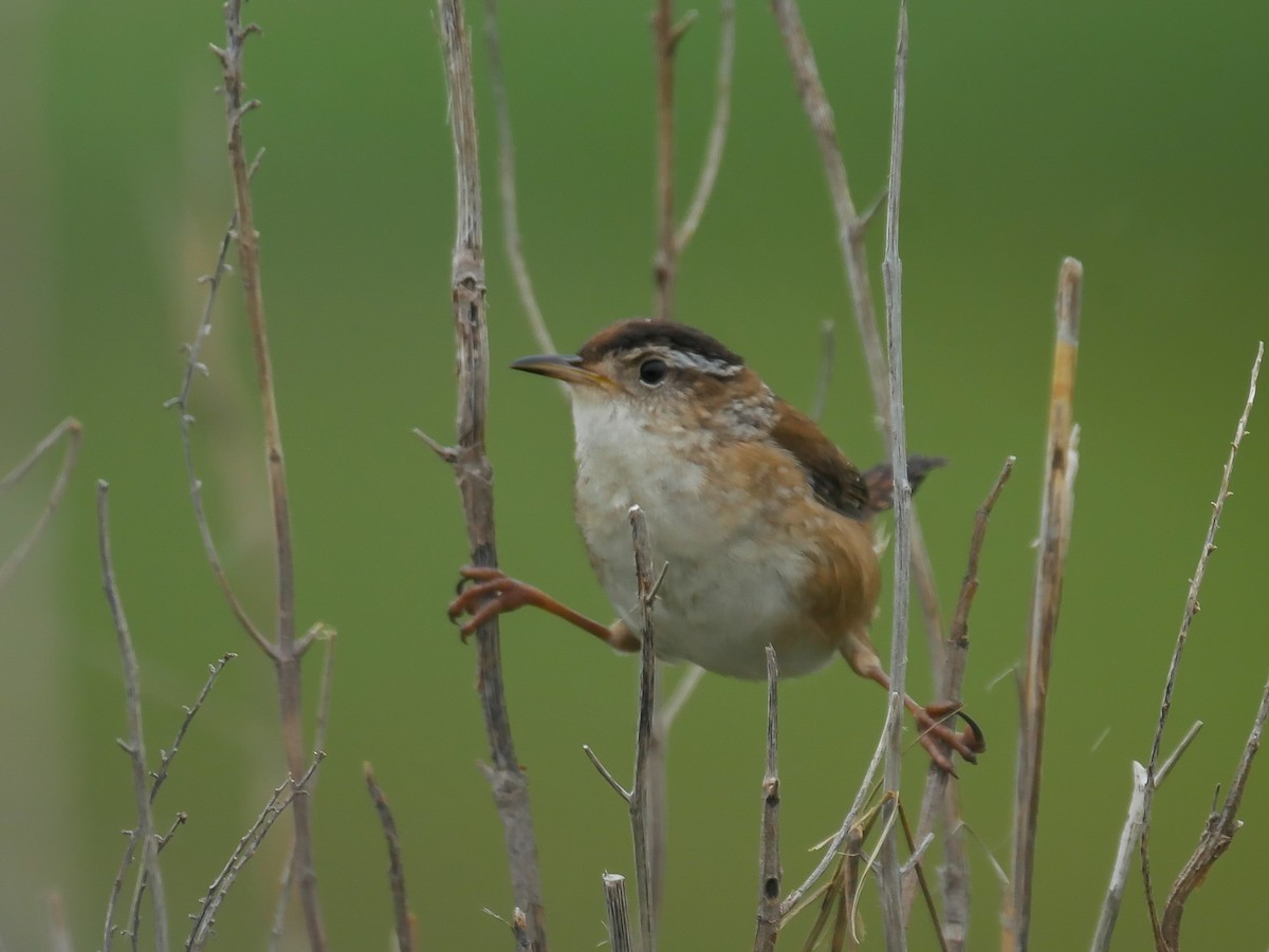 Marsh Wren - ML644720156