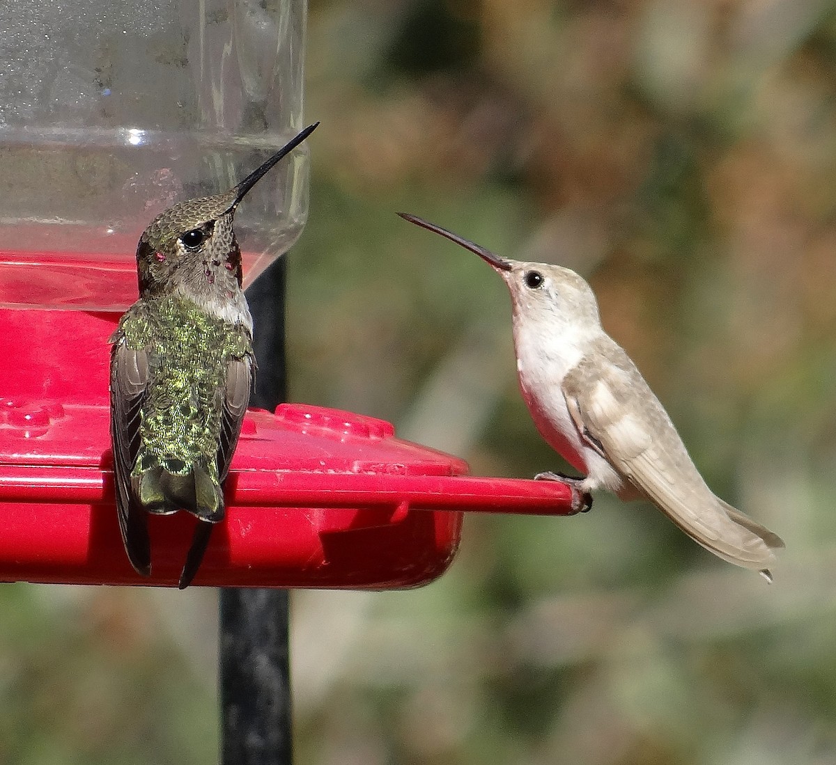Black-chinned Hummingbird - ML644720171