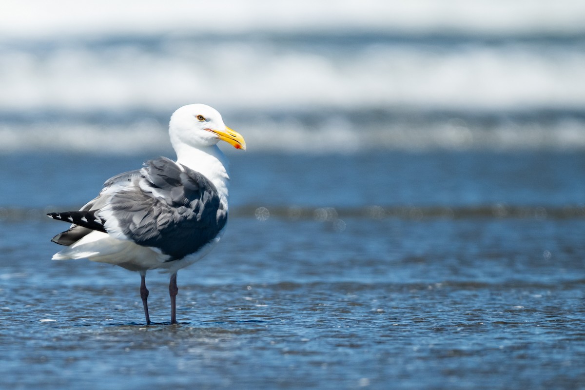 Мартин західний - ML644720172