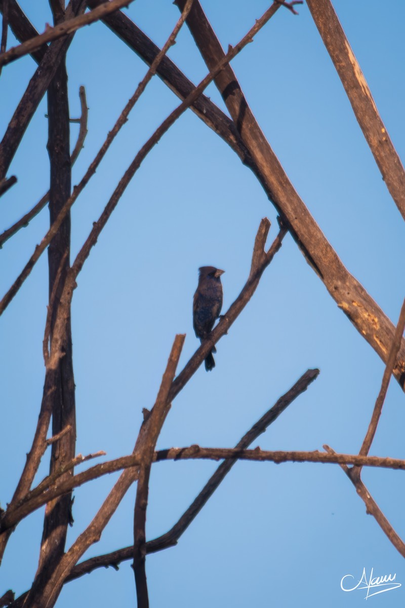 Blue Grosbeak - ML644720183