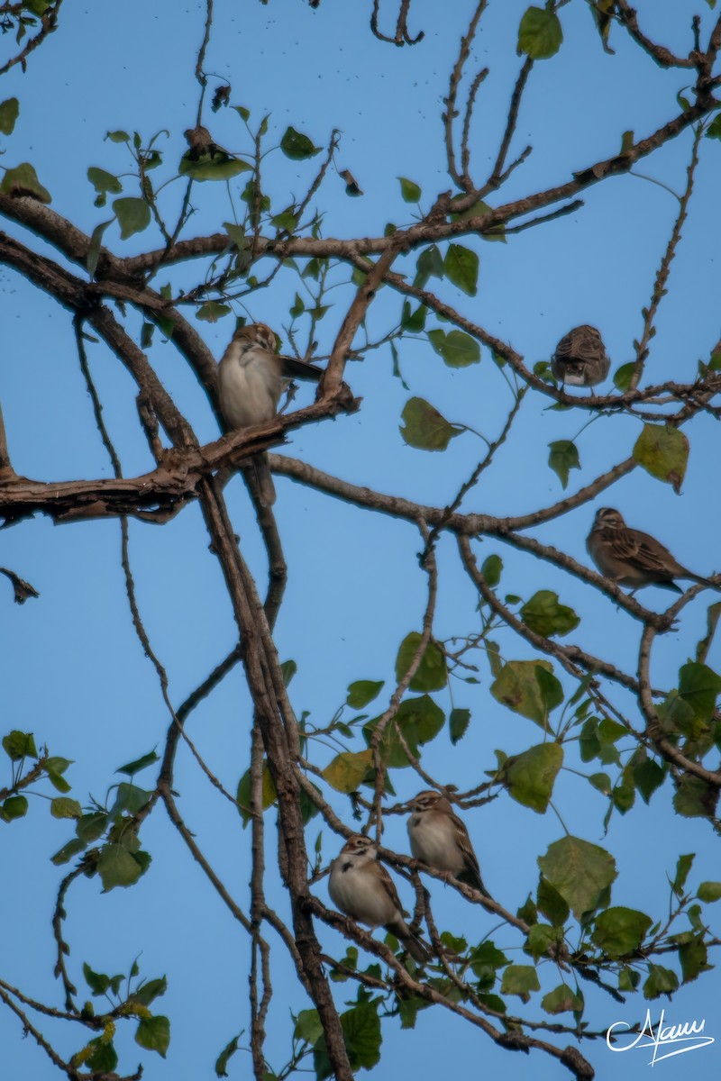 Lark Sparrow - ML644720196