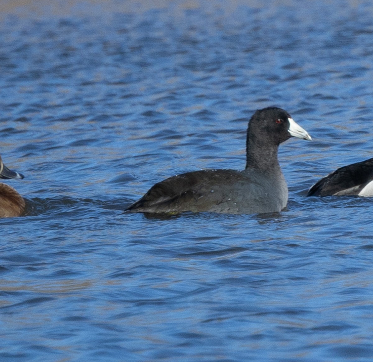 Лиска американська - ML644720197