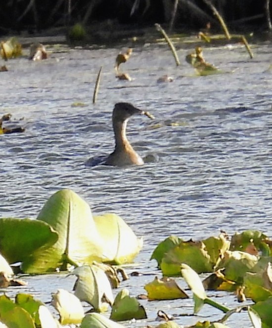 ミミカイツブリ - ML644720199