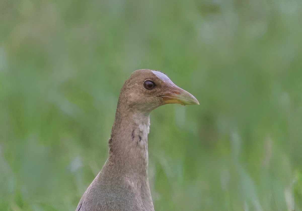 Purple Gallinule - ML644720205