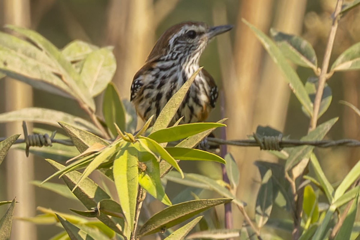 ムナグロアリサザイ - ML644720210