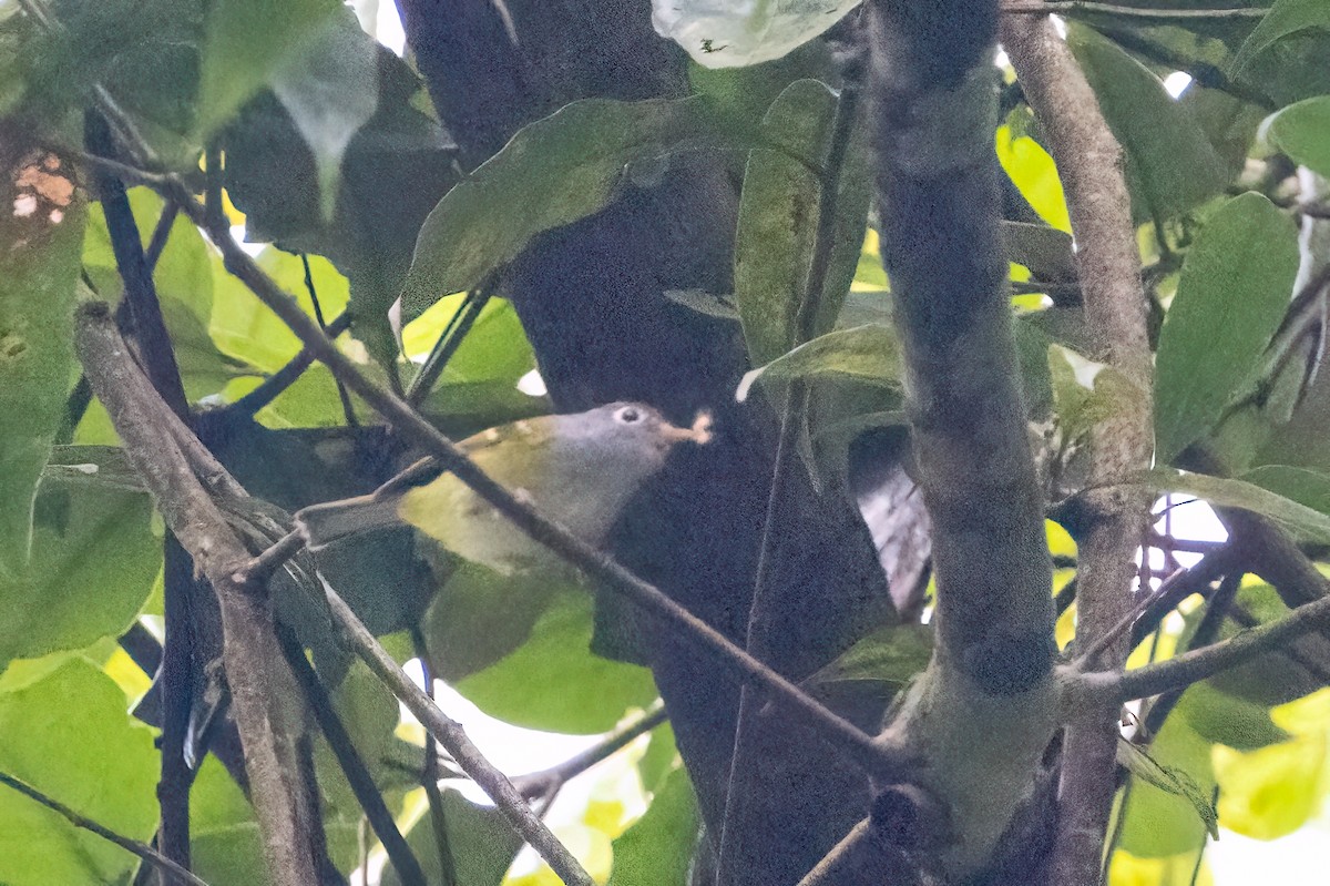 Chestnut-crowned Warbler - ML644720212