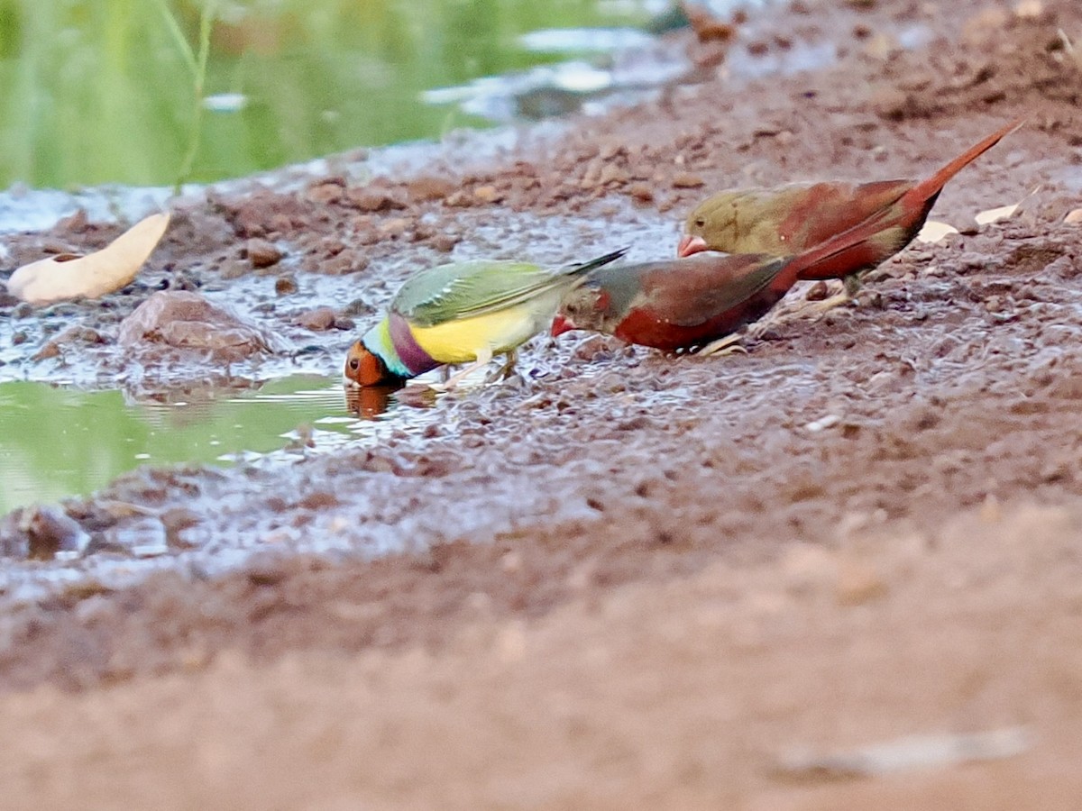 コキンチョウ - ML644720235