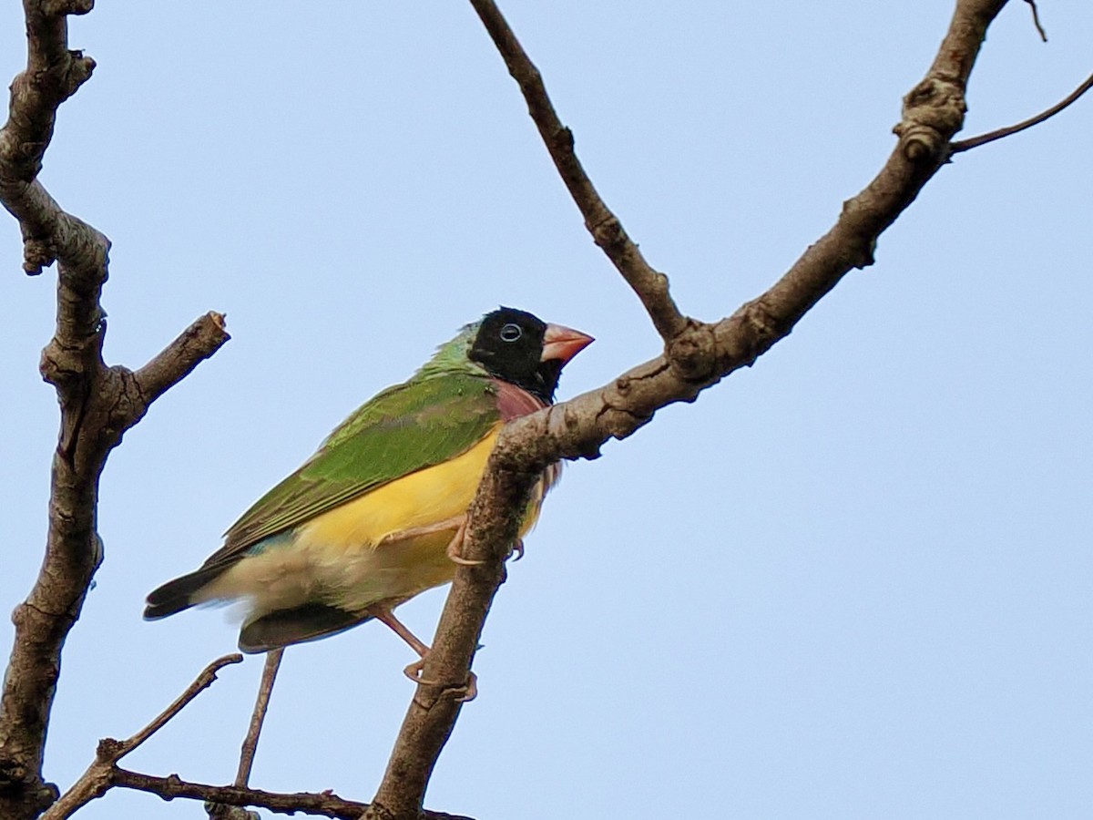 コキンチョウ - ML644720236