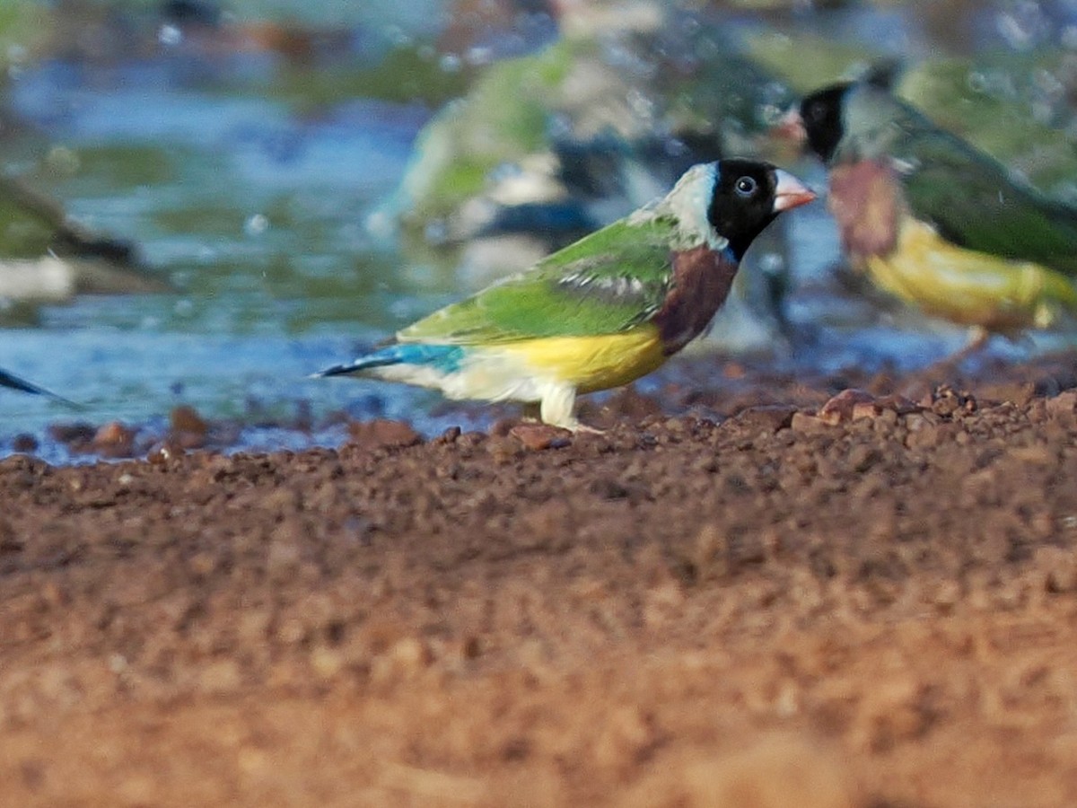 コキンチョウ - ML644720237