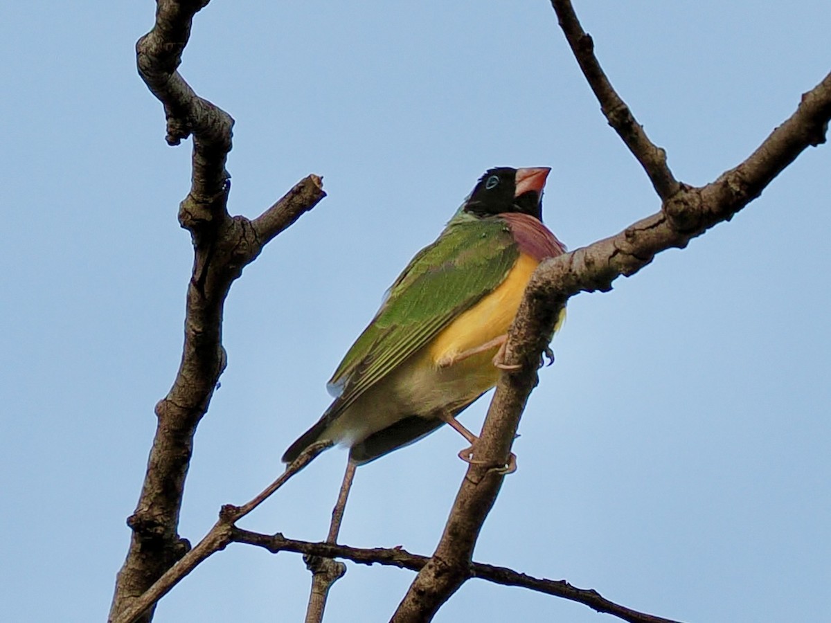 コキンチョウ - ML644720238