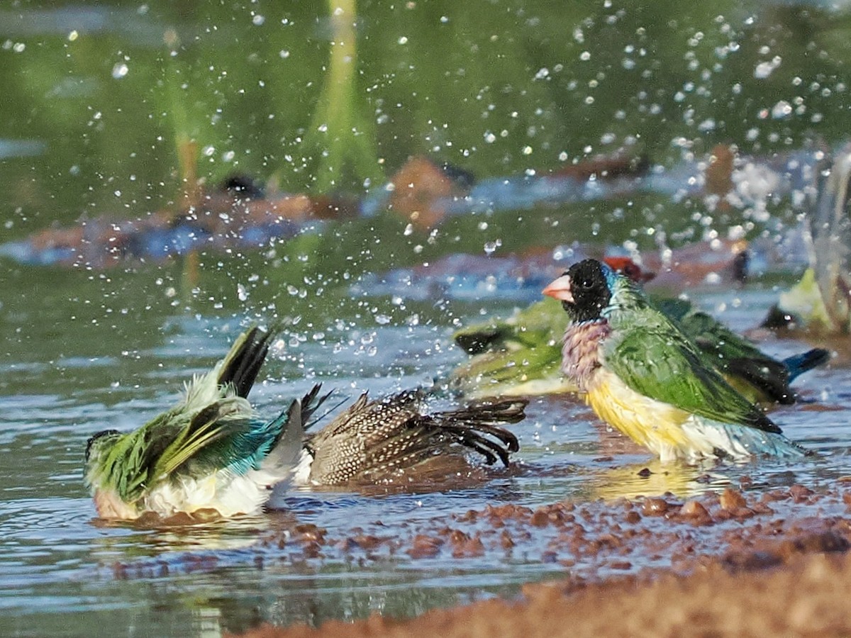コキンチョウ - ML644720239