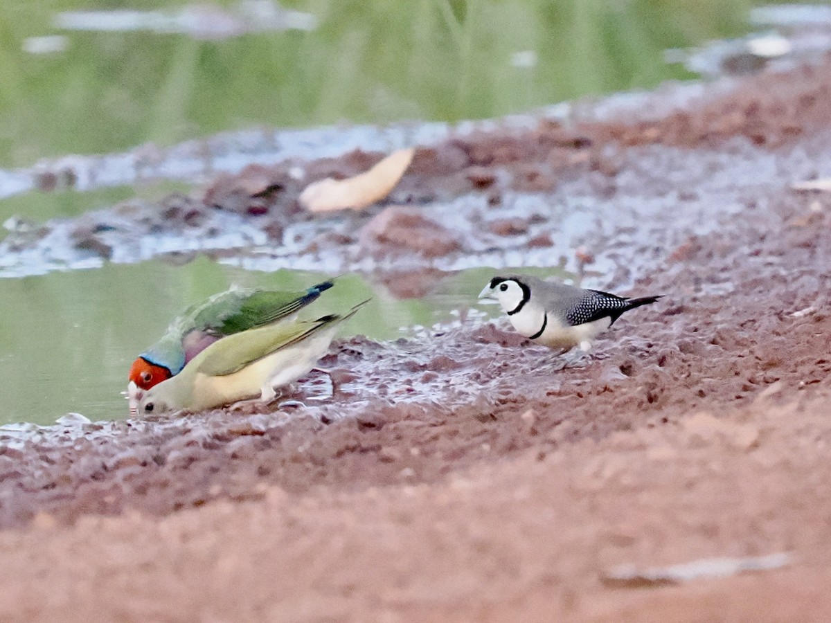 コキンチョウ - ML644720240