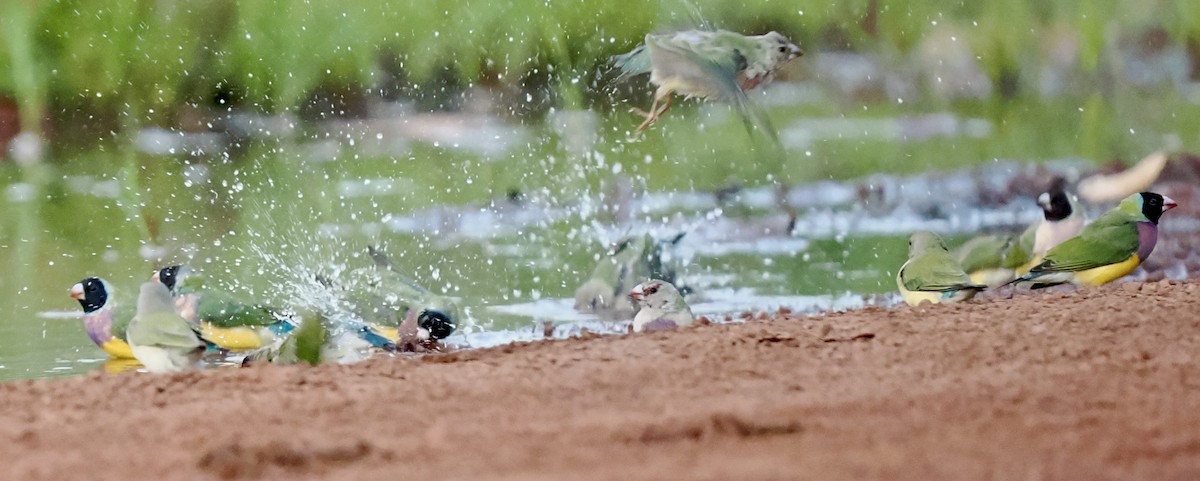 コキンチョウ - ML644720241