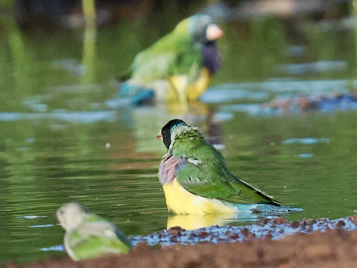 コキンチョウ - ML644720242