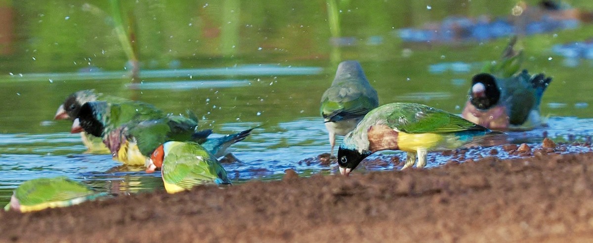 コキンチョウ - ML644720243