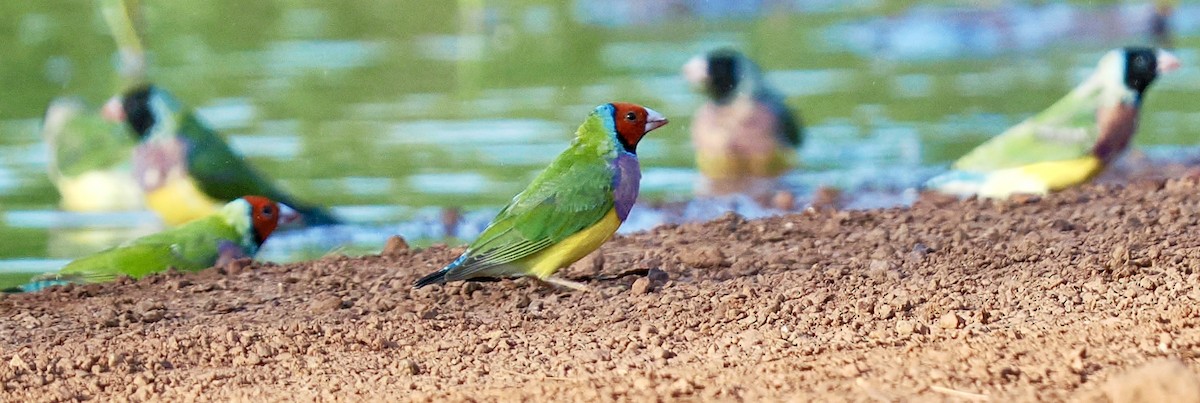 コキンチョウ - ML644720244