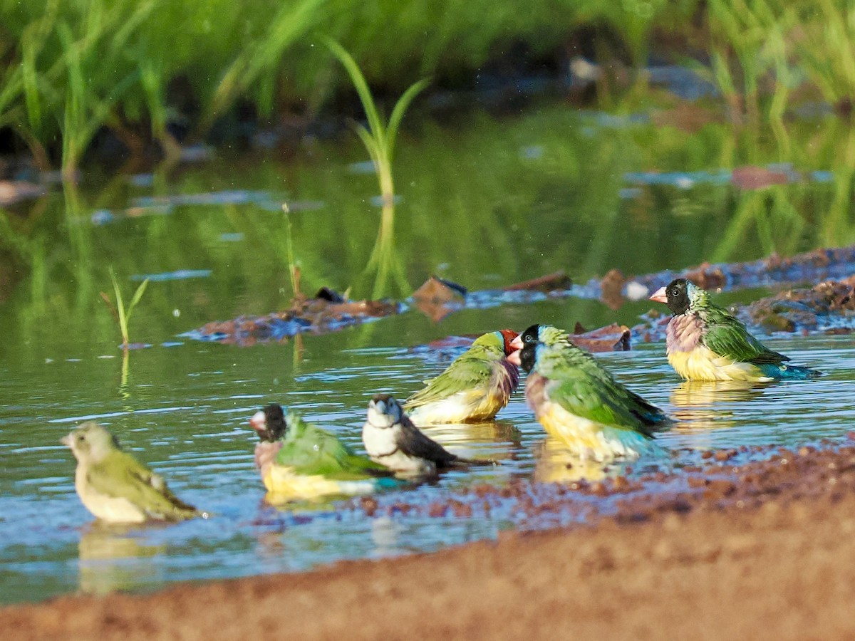 gouldamadin - ML644720245