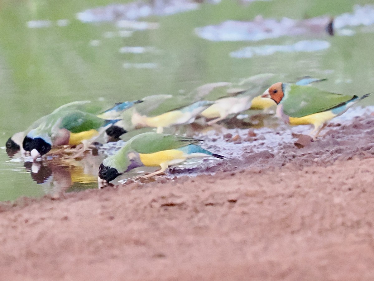 コキンチョウ - ML644720246