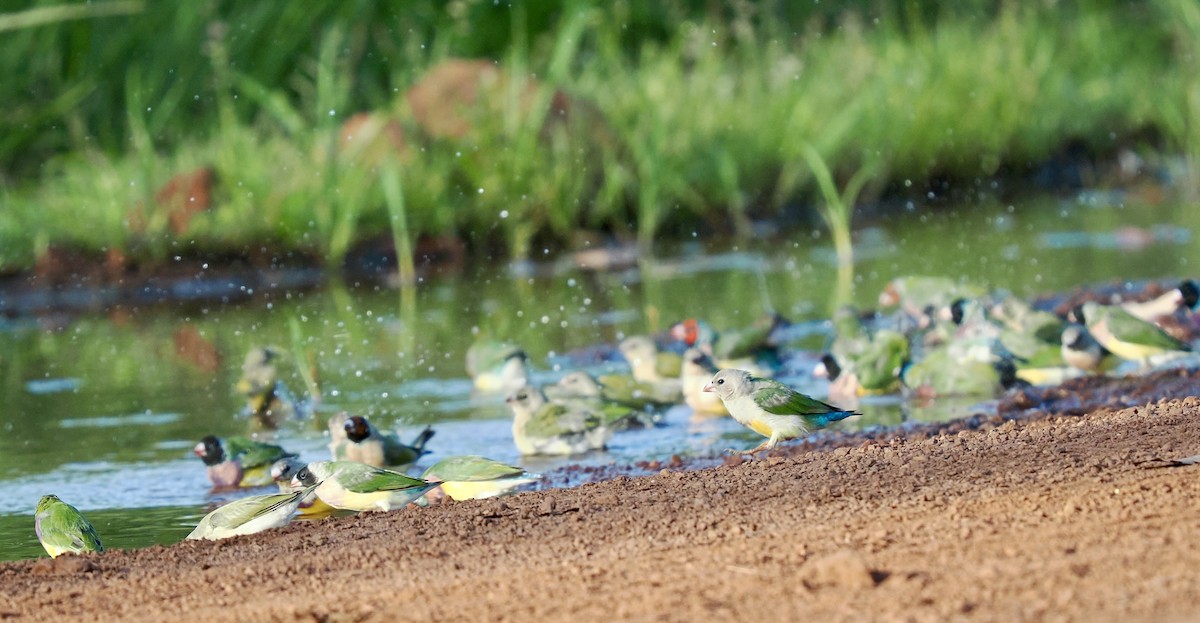 gouldamadin - ML644720247