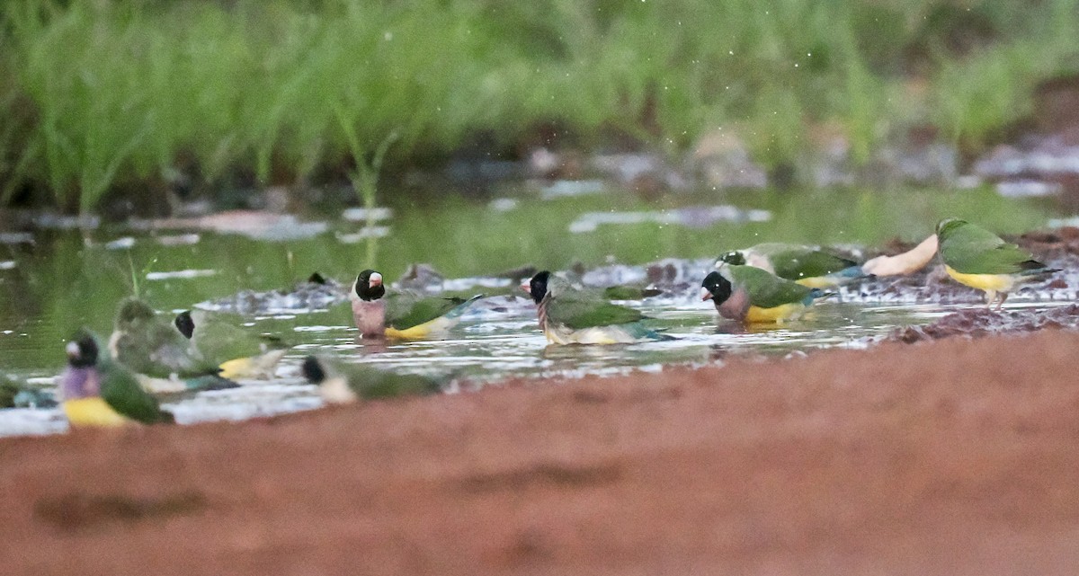 gouldamadin - ML644720248