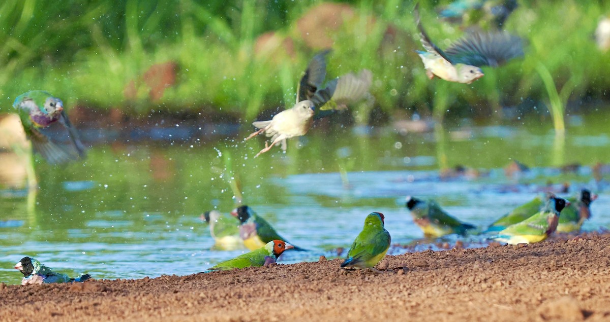 gouldamadin - ML644720249