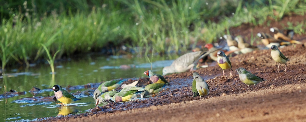 gouldamadin - ML644720250