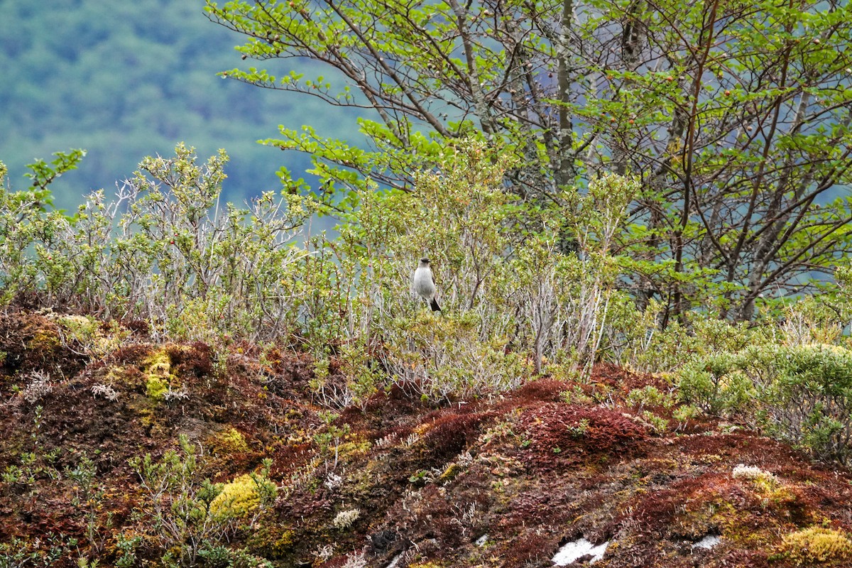 Dormilon bistré - ML644720252