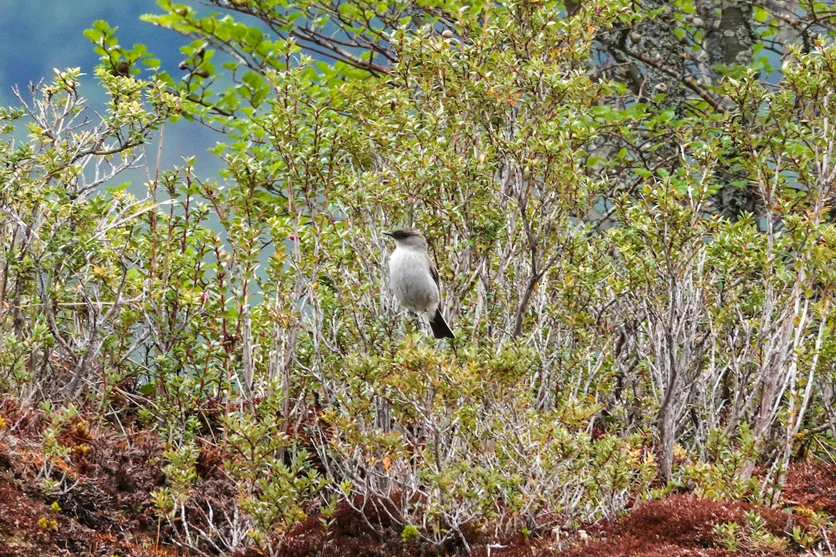 Dormilon bistré - ML644720253