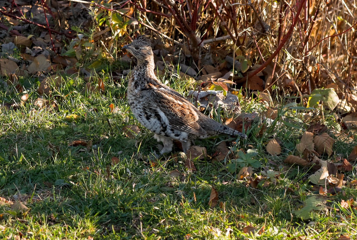 kragejerpe - ML644720254