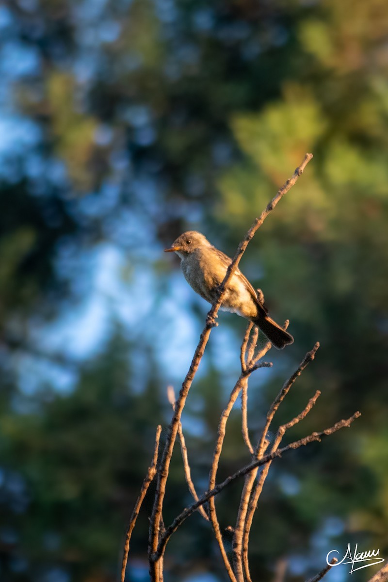 Greater Pewee - ML644720257