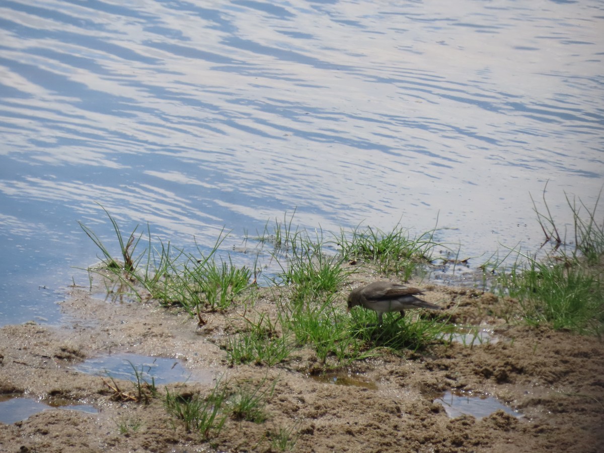 Wattled Starling - ML644720260