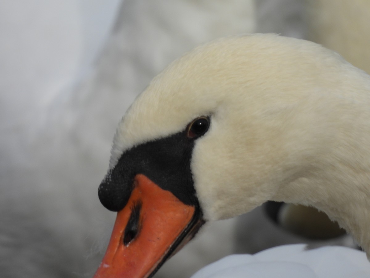 Лебідь-шипун - ML644720268