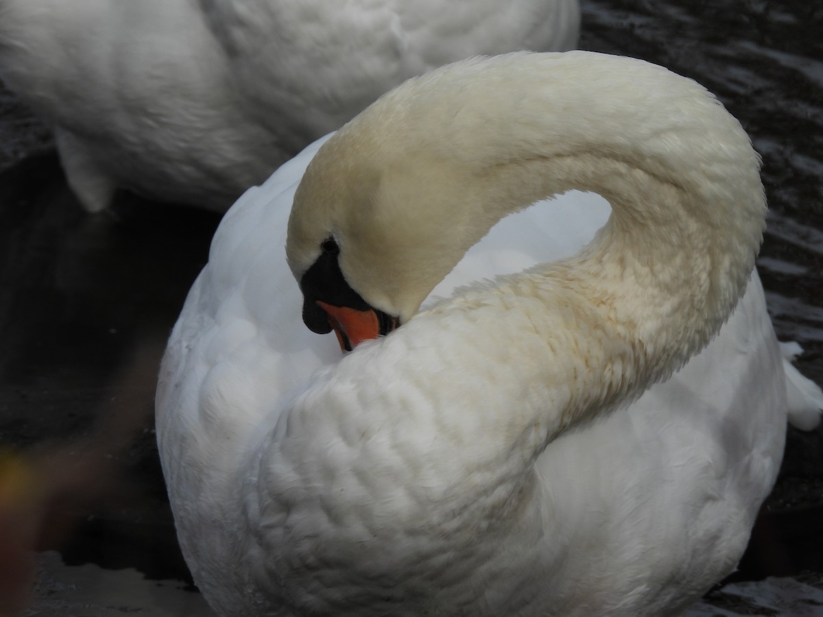 Лебідь-шипун - ML644720269