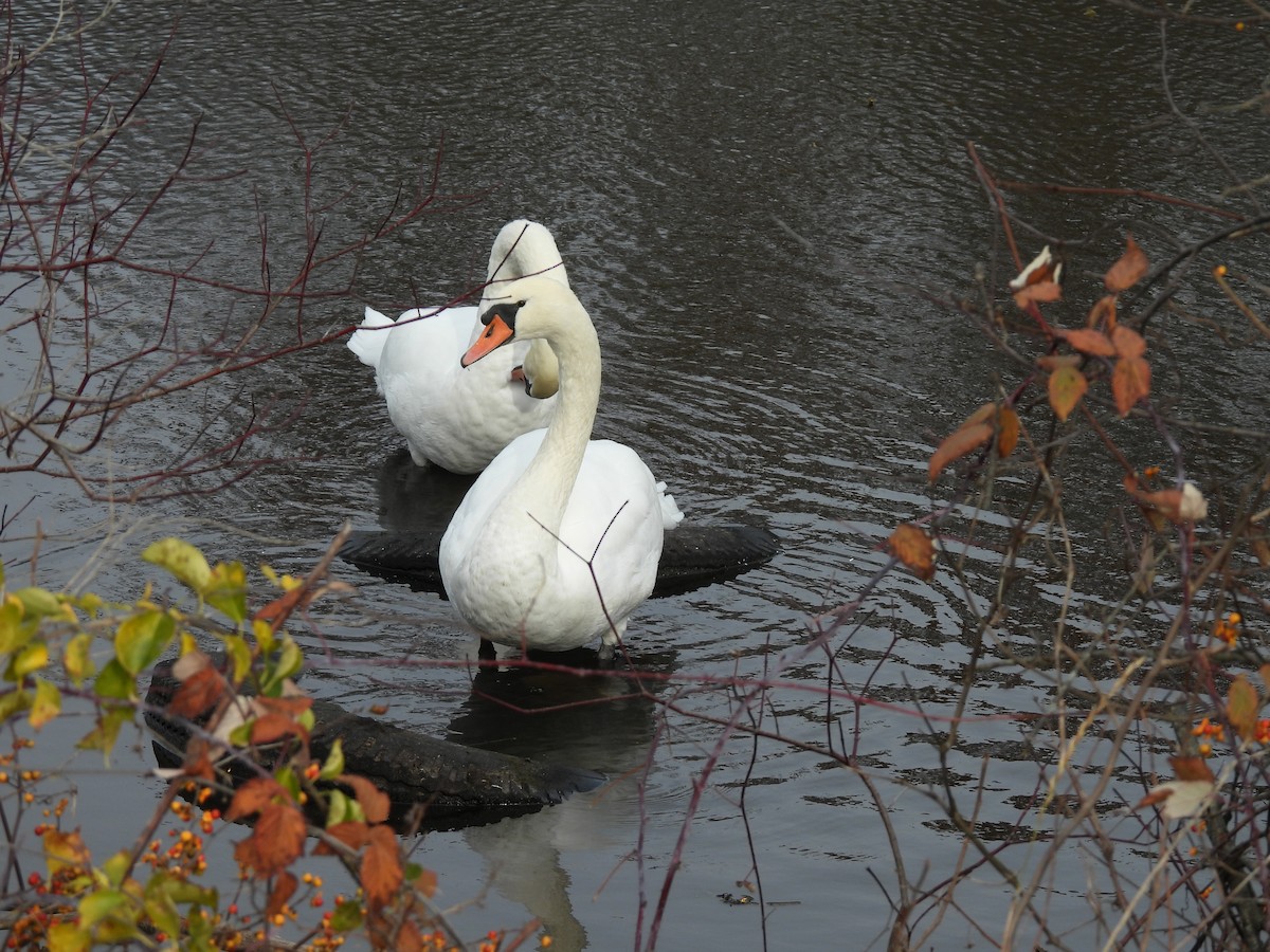 Лебідь-шипун - ML644720270