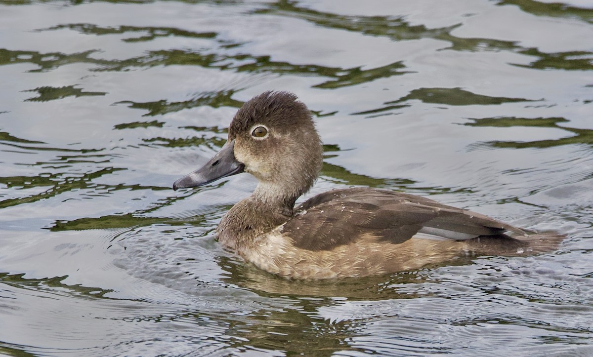 Ring-necked Duck - ML644720271