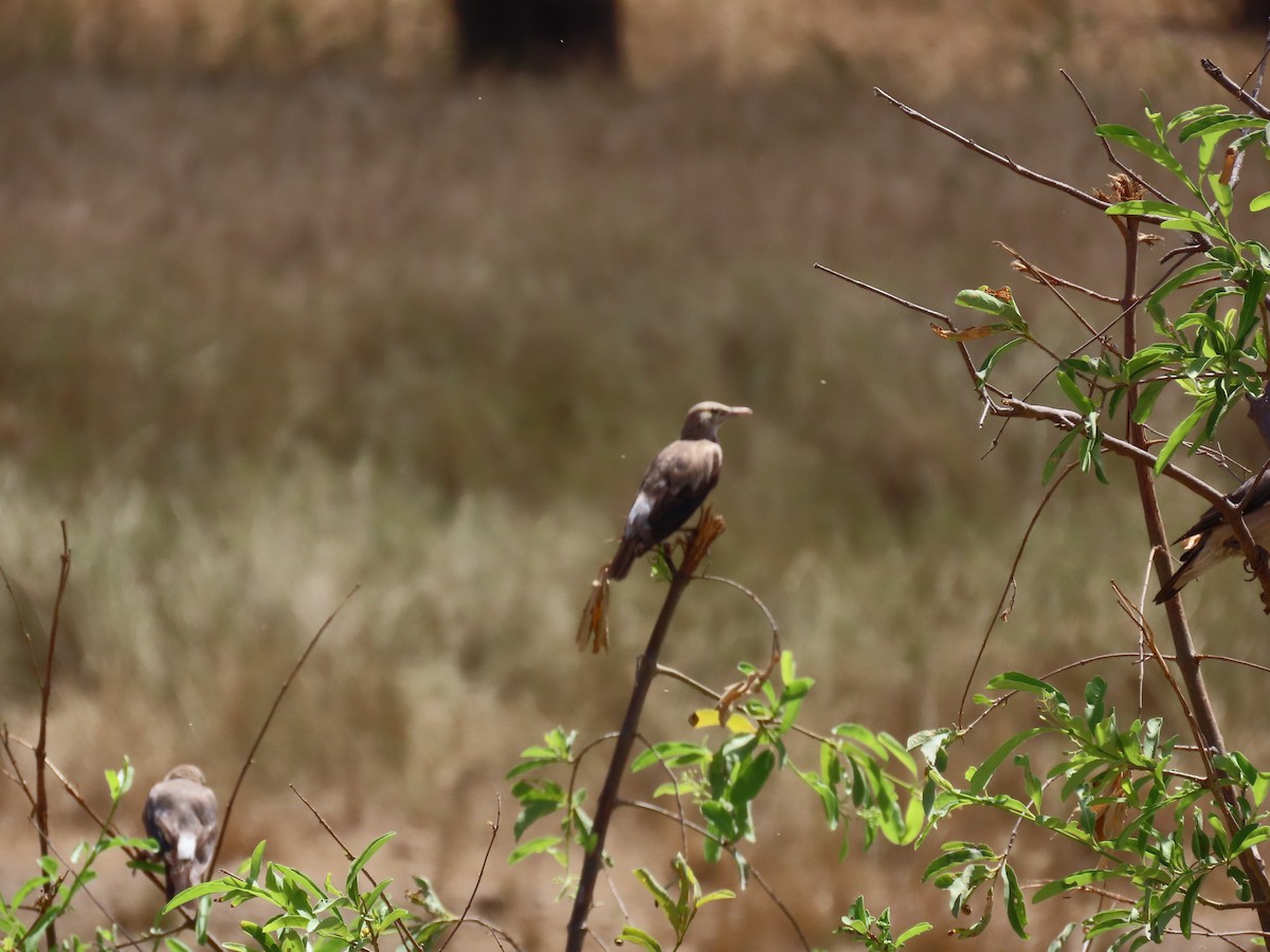 Wattled Starling - ML644720293