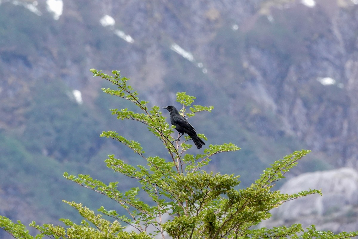 Austral Blackbird - ML644720300