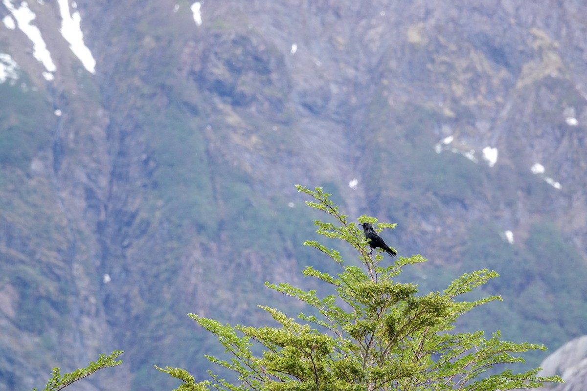 Austral Blackbird - ML644720301