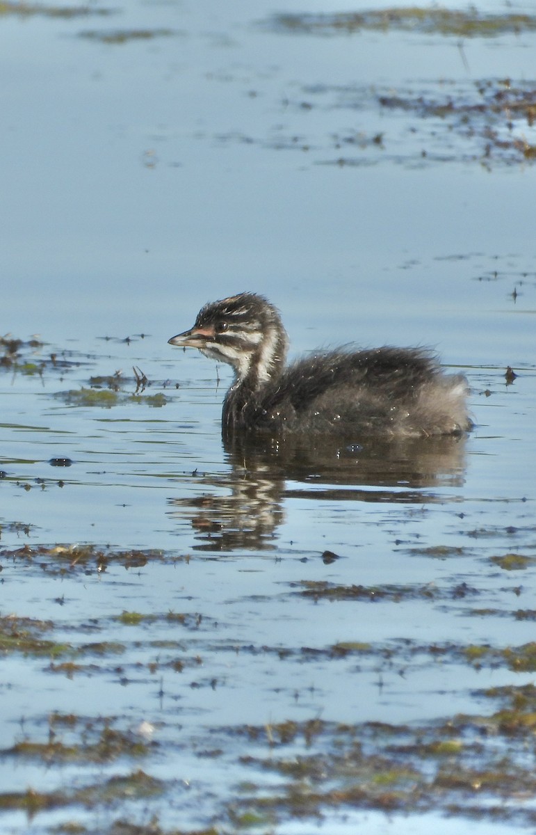 Least Grebe - ML644720321