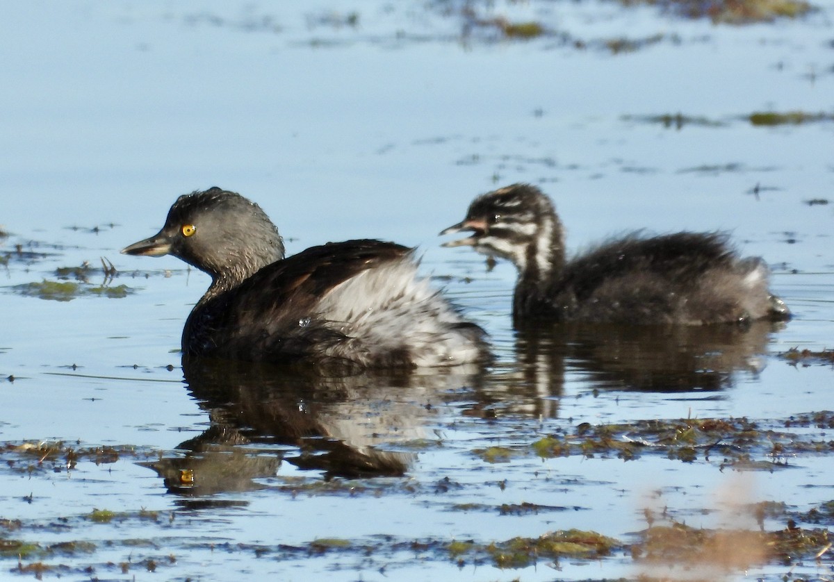 Least Grebe - ML644720323