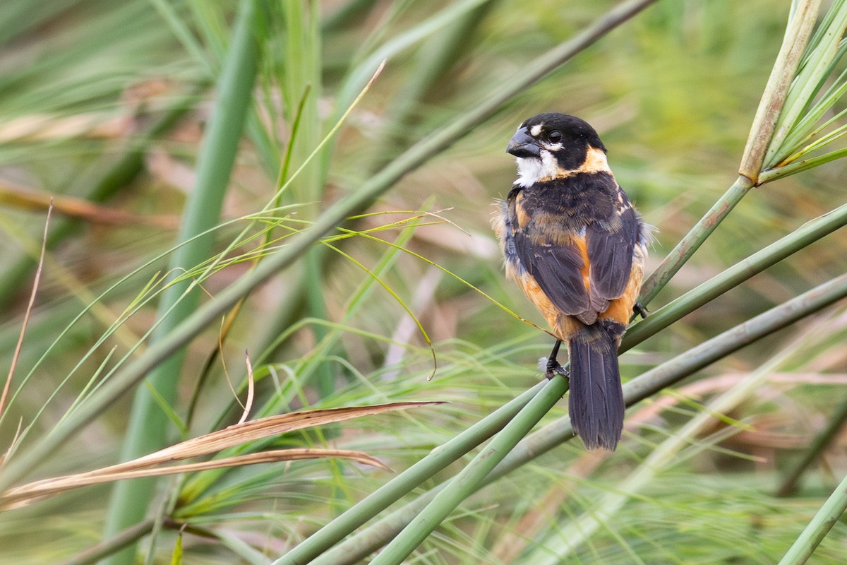 rustnakkefrøeter - ML644720329