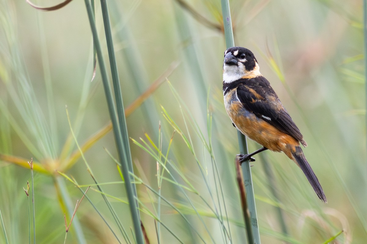 rustnakkefrøeter - ML644720330