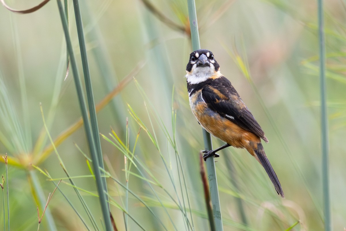 rustnakkefrøeter - ML644720331