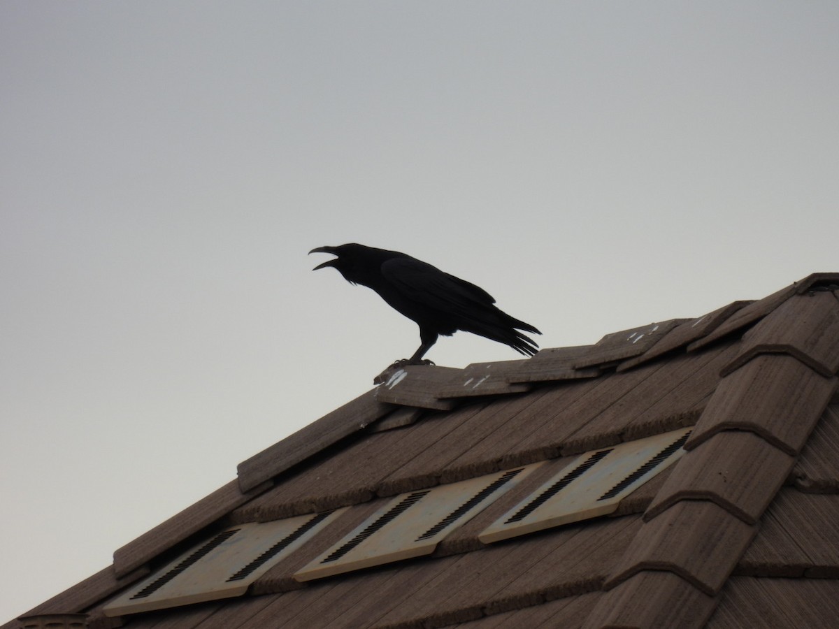 krkavec velký - ML644720339