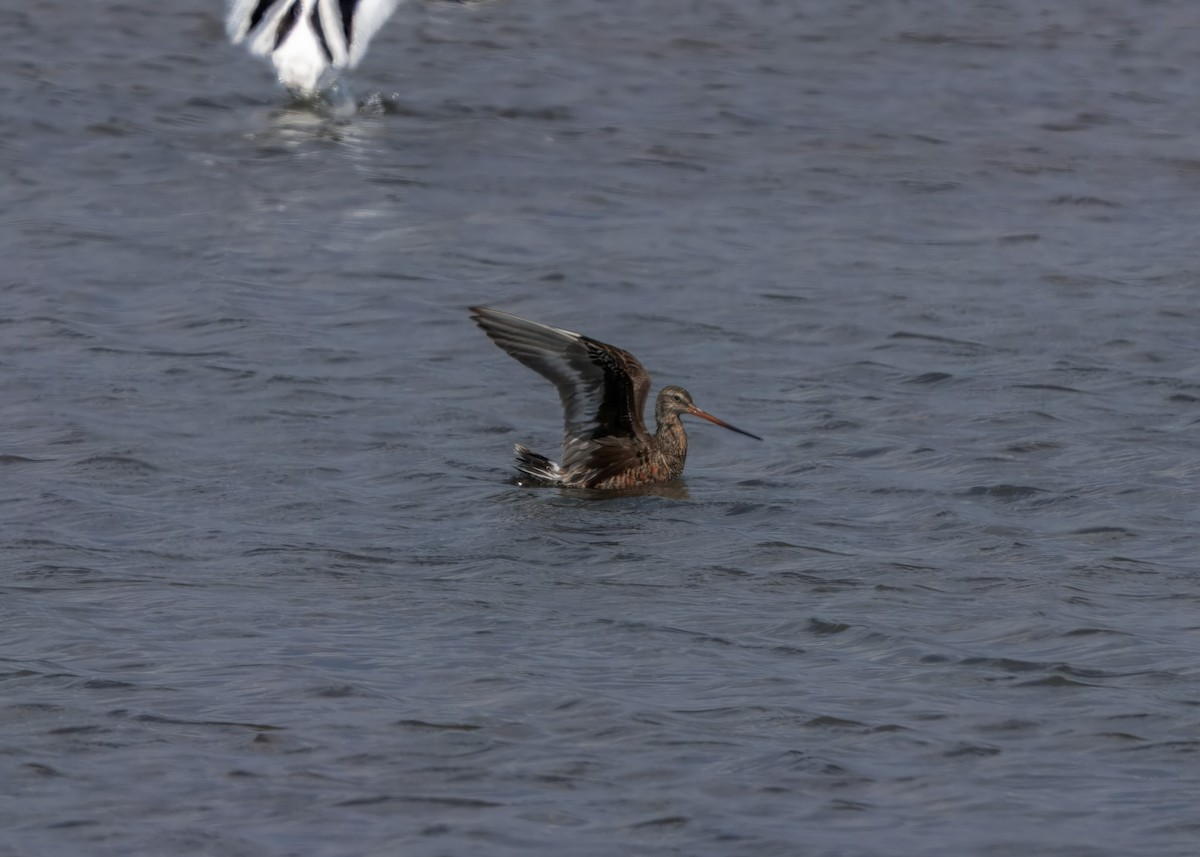 Hudsonian Godwit - ML644720371