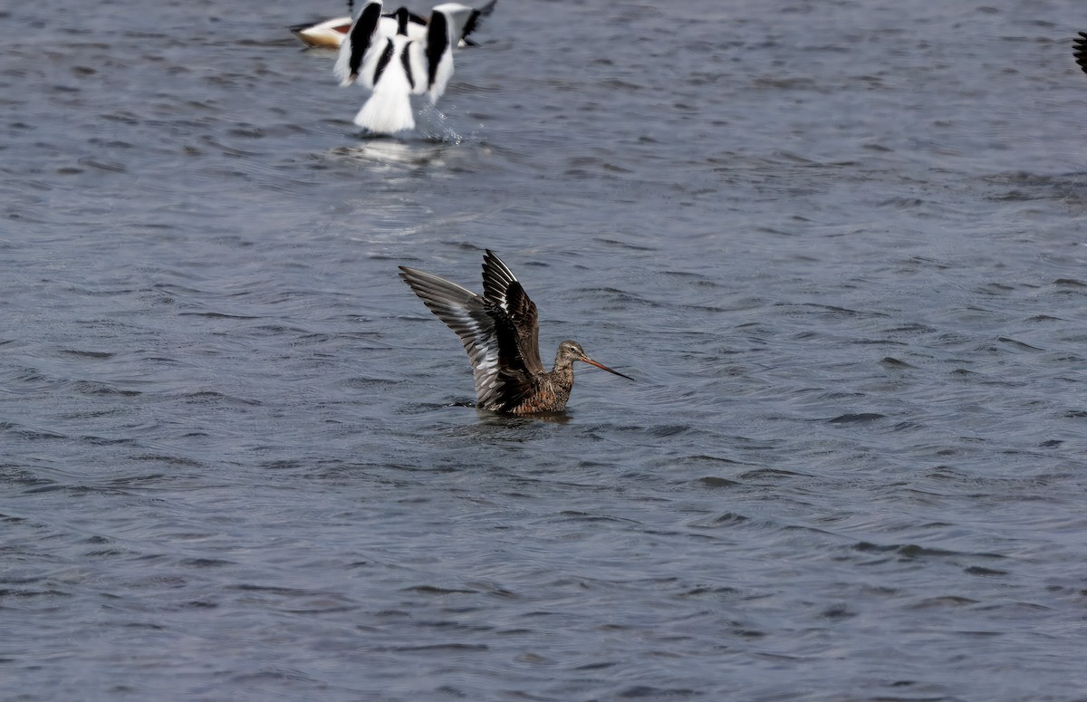 Hudsonian Godwit - ML644720372
